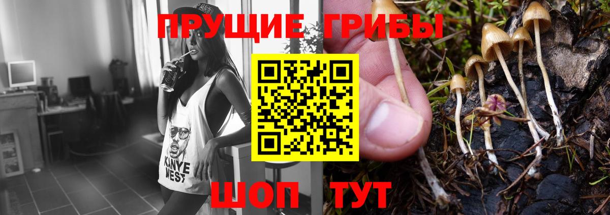 Псилоцибиновые грибы Cubensis Великий Устюг